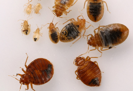 Bedbugs Control