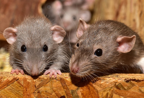 Why are Rodents Dangerous to Humans?