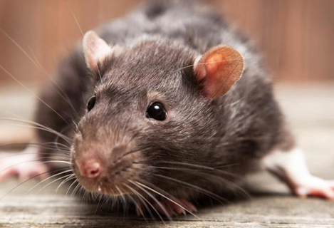 Top 5 Signs of Rodent Infestation in Sydney